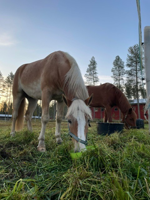 Eskolan Toivo ''Topi''