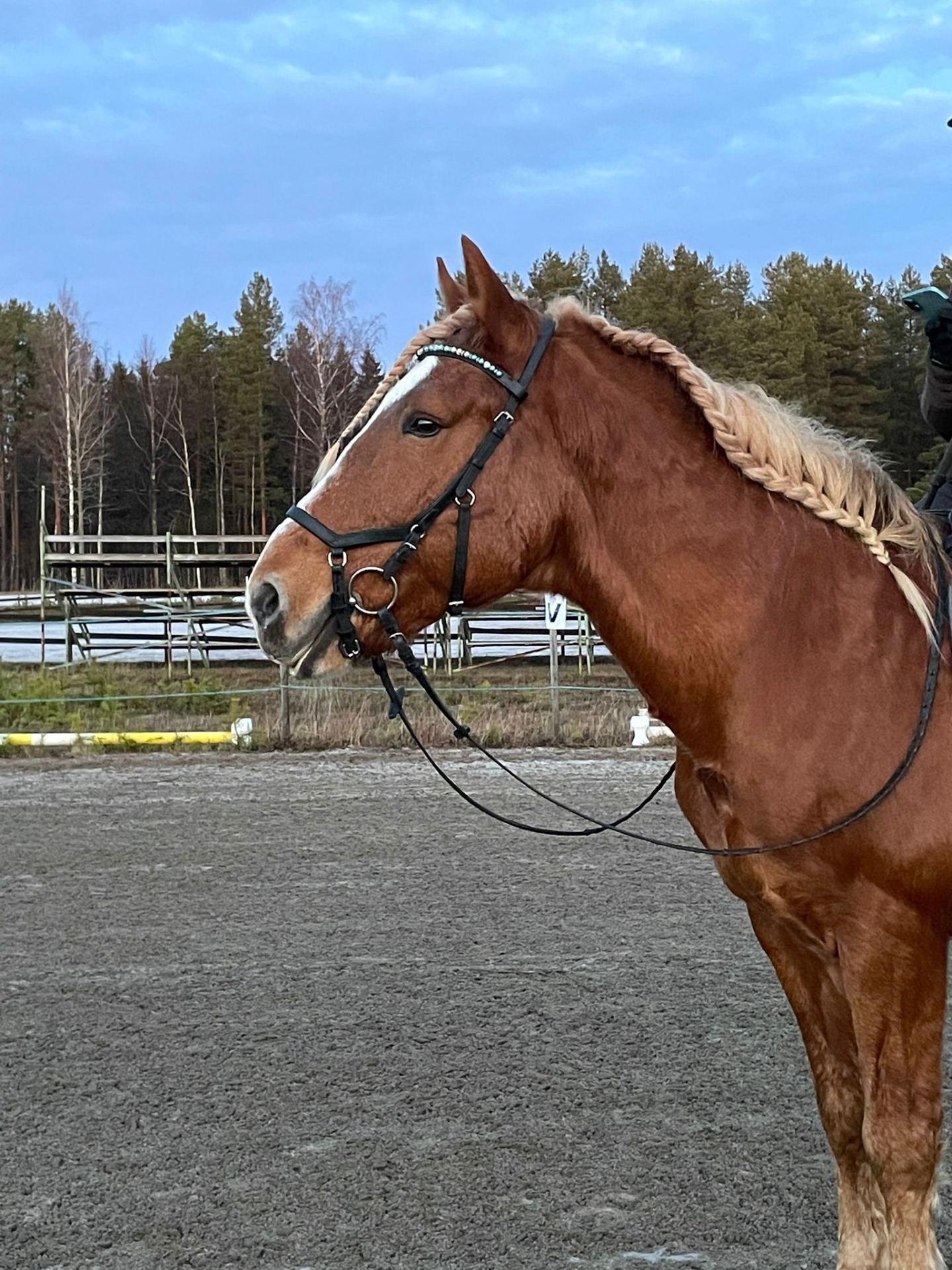 Savion Elvis "Elvis"